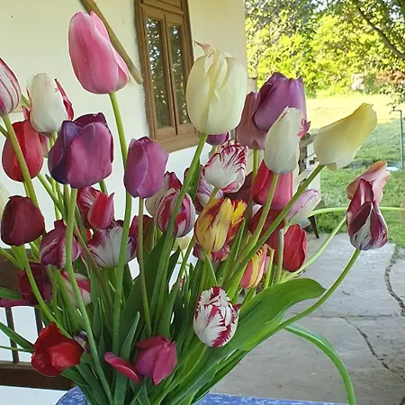 Nagymamamhaza Holiday home Tiszaszolos